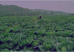 蔬菜制品行業(yè)